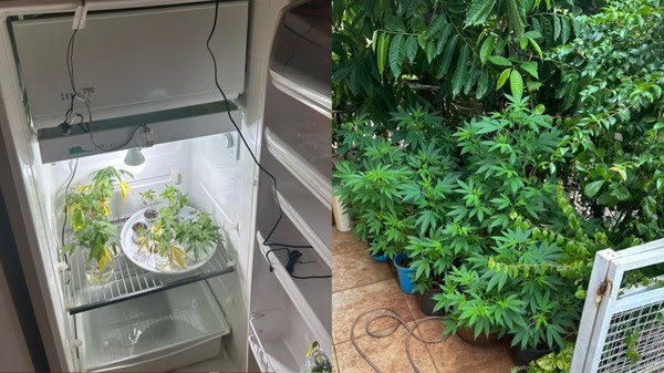 Professor é flagrado com pés de maconha no jardim, na geladeira e em cômodos da casa, no Paraná
