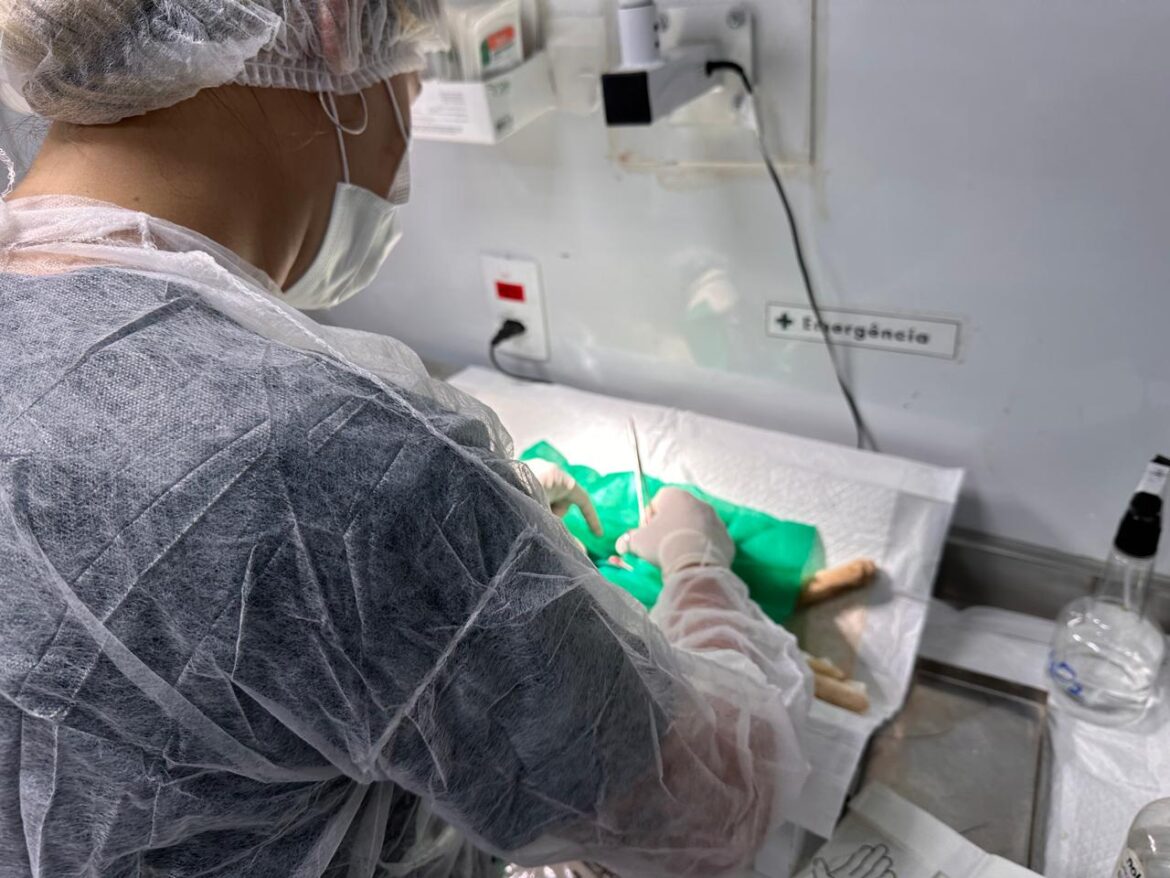 Inscrições para o Programa CastraPet serão realizadas na próxima quinta-feira (02)